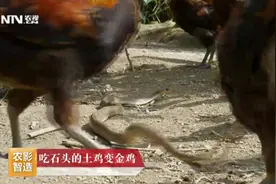 毒蛇遇上山地鸡，居然被鸡吃了！这鸡怎么这么厉害视频封面