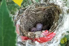 本来想看一下鸟蛋，却没想到会是这样的结果，鸟蛋  没了！！！