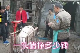 生猪又降价了，一头300多斤的猪卖4000多块钱，养猪还能赚钱吗视频封面