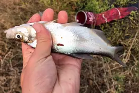 水深3米，用老三样做钓，10分钟连中5条翘嘴，真舍不得走