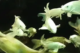 蝴蝶鲤与锦鲤