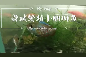 小丽丽鱼成功繁殖啦！