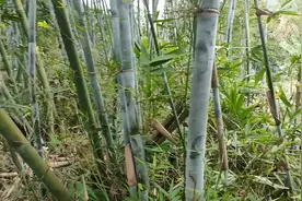 竹叶芯清热生津利尿，清心火，还有个最重要的攻效很多人不知道的