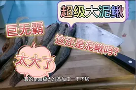 洗碗机创业人下班回家，发现巨无霸大泥鳅，你们见过这么大的吗？视频封面