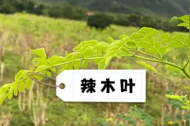 这种珍稀的辣木叶是怎样供应到餐馆和市民餐桌的？爱吃的你看过来