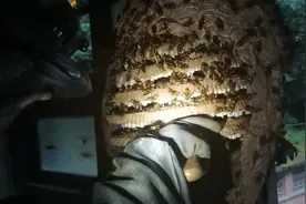 给大家分享葫芦蜂养殖取蜂蛹技术，或许哪一天你也用得上。