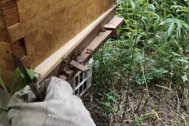 蜜蜂受巢虫危害，用高浓度盐水可以有效处理蜂箱底部的巢虫问题视频封面