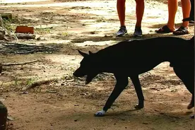 平时嚣张跋扈的猴子遇到比特犬，大气都不敢喘，这是怎么了？