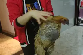 知道鸡可以吃多少吗视频封面