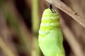 蝴蝶从出生到破茧的全过程，太奇妙了！
