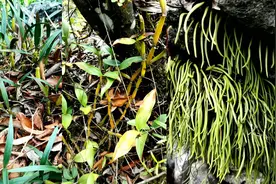 小伙上山分享野生药材石斛，石仙桃，石橄榄，不知道都有什么药效视频封面