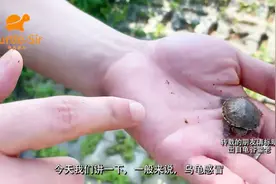 宠物龟病系列之—小乌龟感冒和肺炎的症状和处理办法「龟谷鳖老」