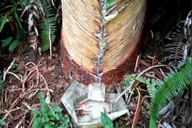 你知道松脂是怎样釆割的吗？每天割一次，它是一滴一滴凝聚而成的