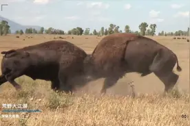 这种野牦牛，狮子老虎都招架不住，凶猛无比  脾气也很火爆视频封面