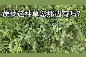 最常见的一种草，蒺藜你们那边叫的是什么？价值也是挺高的