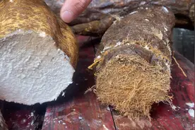 柴葛和粉葛都是葛根，为什么差距却这么大