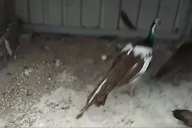 两年的蓝孔雀生蛋了