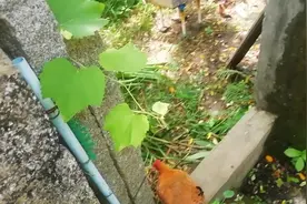 农村小伙把鸡跟蜜蜂养一起，喂玉米，让鸡多下蛋