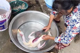 鸭子怎样拔毛才快，小伙子教你这一招，拔鸭毛像脱衣服一样快