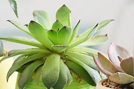 如何在抖音页面上开通商品橱窗以及购物车功能？