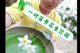 一叶莲植物从花苞打开到花败的全过程。延时摄影。新人权益给曝光视频封面