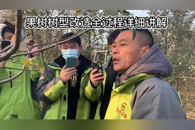 苹果树树型改造详细讲解：拉枝修剪一步到位！