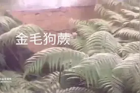 金毛狗蕨的功效