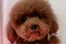 教泰迪喊爸爸，但是它一直喊妈妈，真的太乖了，谢谢狗狗这么听话视频封面