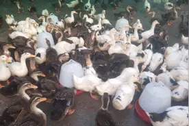 妹子分享养鸭浆膜炎、大肠杆菌传播途径，学会这些可以有效避免