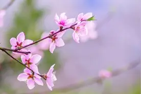 老农说“七年难逢九月闰，百年难逢初一春”，那2019年何时立春？视频封面