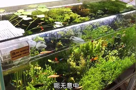 皮实好养，不需要二氧化碳肥料的水草，注意几点就爆缸视频封面