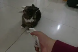 小猫听到梳子的声音会吐，做个实验看看视频封面