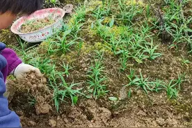 现在是移栽黄精苗的最佳季节。视频封面