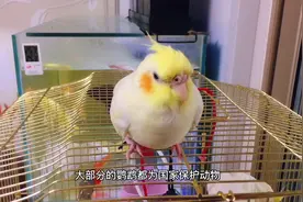 饲养鹦鹉犯法吗？国内只有三种鹦鹉可合法饲养，你养对了吗？