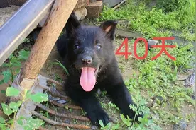 东德牧羊犬与西德牧羊犬的孩子是串吗？