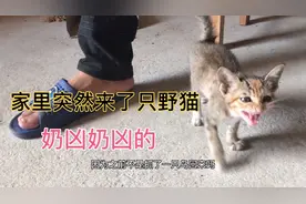 早上起床突然发现有只野猫跑家里来想袭击我家的鸟，奶凶奶凶的。