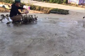 鸭子怎么这么难养，喂药第四天了，昨天打了针也没用，又一只死了