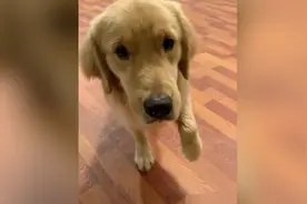 "戏精"金毛为逃避拿快递装腿瘸！一听是吃的瞬间“痊愈”一路飞奔视频封面