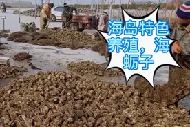 冬日的烟台长岛码头上，渔民养殖的生蚝喜获大丰收，加紧抢收视频封面