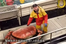 海洋里最大的螃蟹，堪称蟹中皇帝，体重达72斤一只至少2000元！