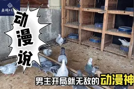如何分辨鸽子是否配对成功，只需要这样操作，一目了然