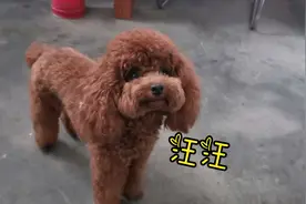 狗子整天一惊一乍的  我都被弄成神病了视频封面
