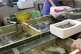 上海基围虾大降价？到底多少钱一斤？看完你别吃惊视频封面