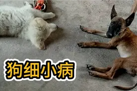 小狗有细小病，狗细小病要用什么药