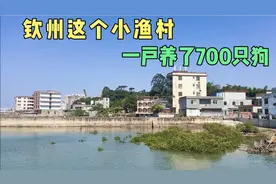 广西钦州港一个小渔村有人养了700只狗，方式很特别，第一次听说视频封面