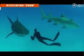 玩的就是心跳!潜水员与鲨鱼“亲密接触”，外国人人少系列!视频封面