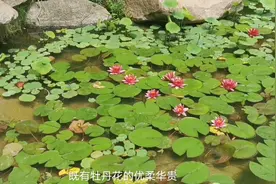 合肥北城世纪城小区内部景观是什么样子？小区池塘的睡莲开花了视频封面