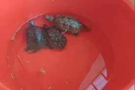 龟龟每次吃完就会拉，看看怎样处理便便，这个方法不错视频封面