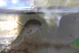 鲶鱼宝宝胃口惊人，吞噬比自己大的蚯蚓毫不费力视频封面