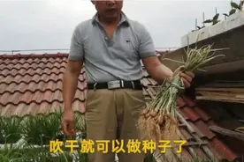 自己种葱自己留种，阳台上种了半年的红头香葱，老张教你留葱种视频封面